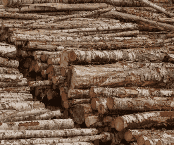 Six Decades of Baltic Birch Expertise